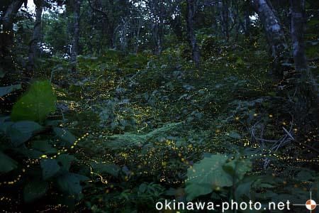 ヤエヤマボタル