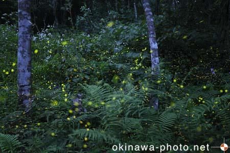 ヤエヤマボタル