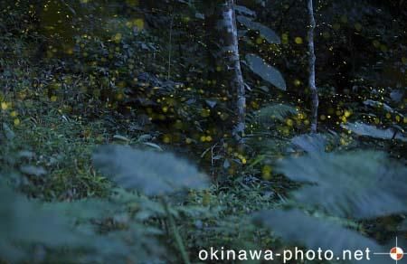 ヤエヤマボタル