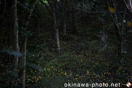 ヤエヤマボタル