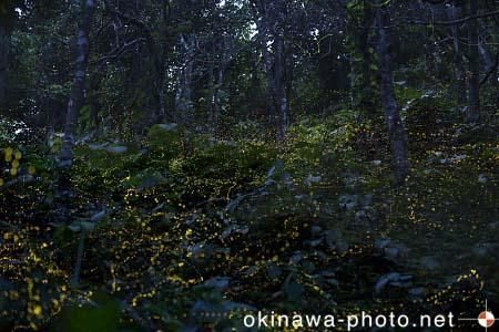 ヤエヤマボタル