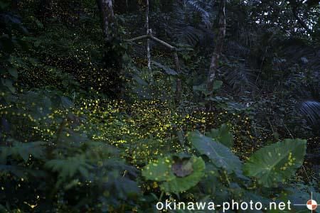 ヤエヤマボタル