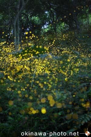 ヤエヤマボタル