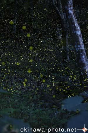 ヤエヤマボタル