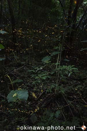 ヤエヤマボタル