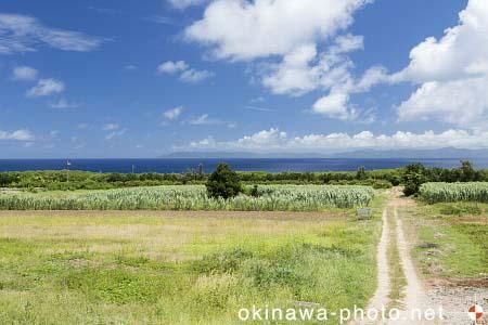 サトウキビ畑と道