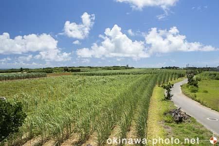 サトウキビ畑