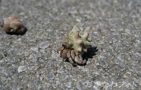 オカヤドカリ