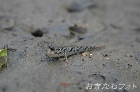 トントンミー（ハゼ）