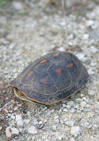 セマルハコガメ