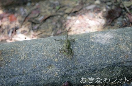 キノボリトカゲ