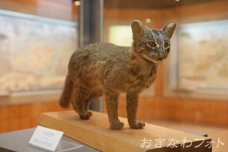 イリオモテヤマネコ