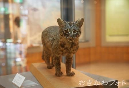 イリオモテヤマネコ