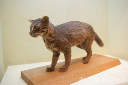 イリオモテヤマネコ