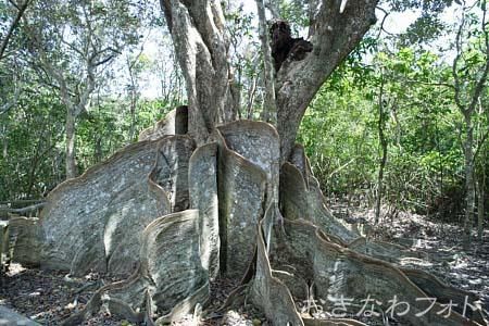 サキシマスオウの木