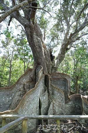 サキシマスオウの木