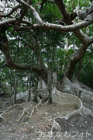 古見のサキシマスオウ群