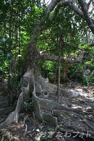 古見のサキシマスオウ群