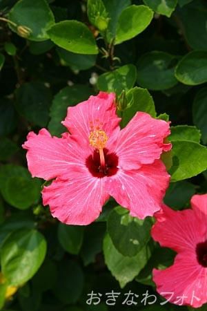 ハイビスカス