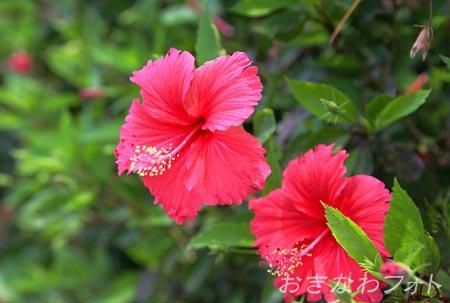 ハイビスカス