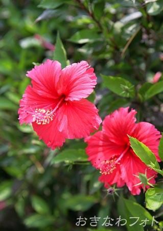 ハイビスカス