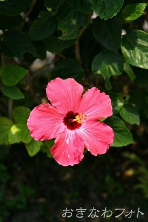 ハイビスカス