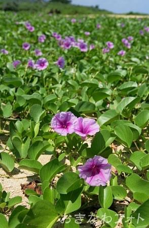 グンバイヒルガオ