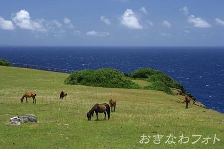 与那国馬