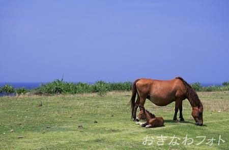 与那国馬