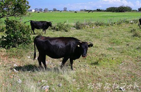 黒島牛