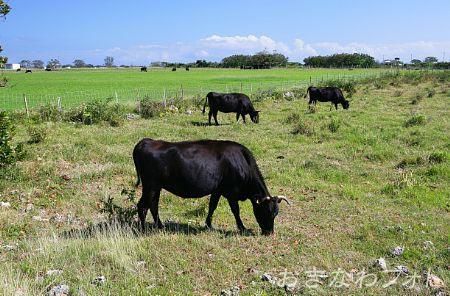 黒島牛