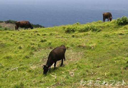 与那国牛