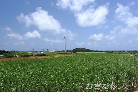 サトウキビ畑と風車