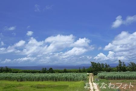 サトウキビ畑と道