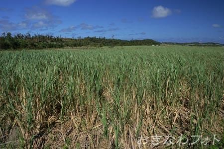 サトウキビ畑