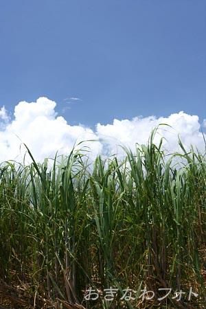 サトウキビ畑