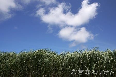 サトウキビ畑