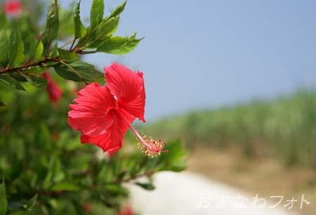 ハイビスカス
