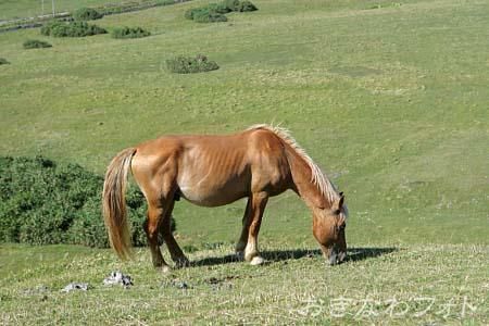 与那国馬