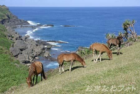 与那国馬