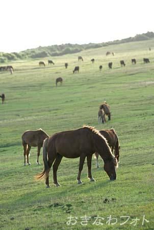 与那国馬