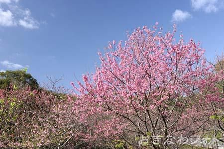寒緋桜