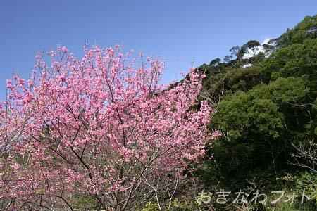 寒緋桜
