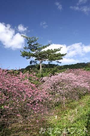 寒緋桜