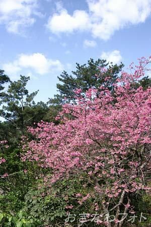寒緋桜