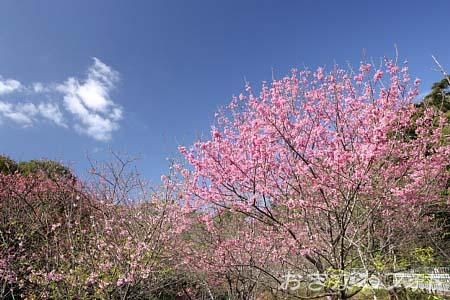 寒緋桜