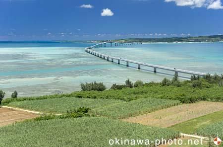 サトウキビ畑と伊良部大橋