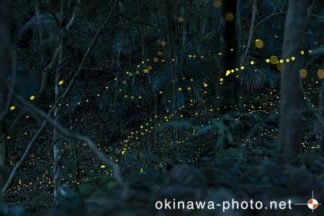 ヤエヤマボタル