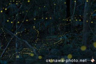 ヤエヤマボタル