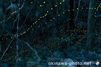 ヤエヤマボタル